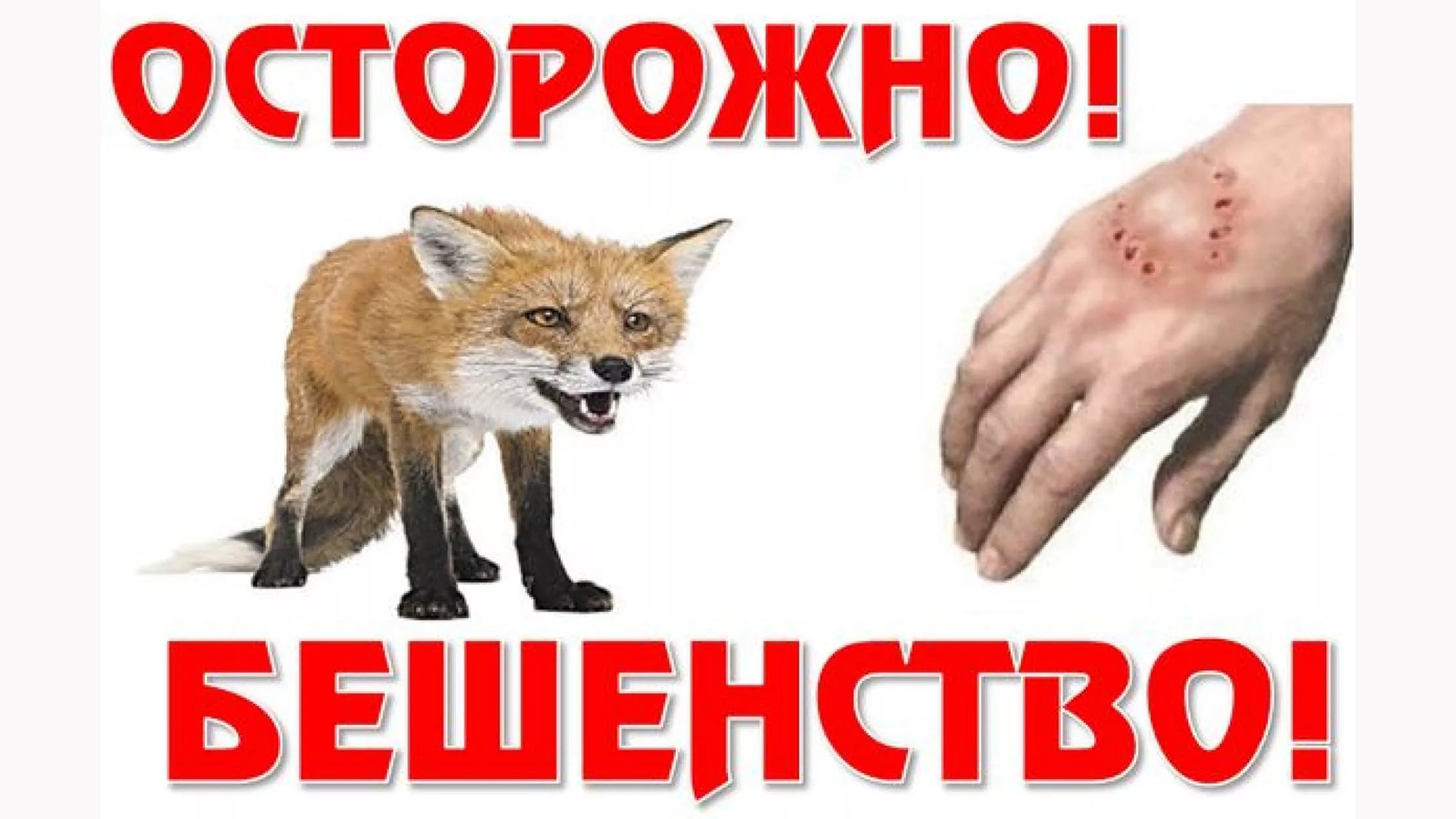 Осторожно – бешенство!.