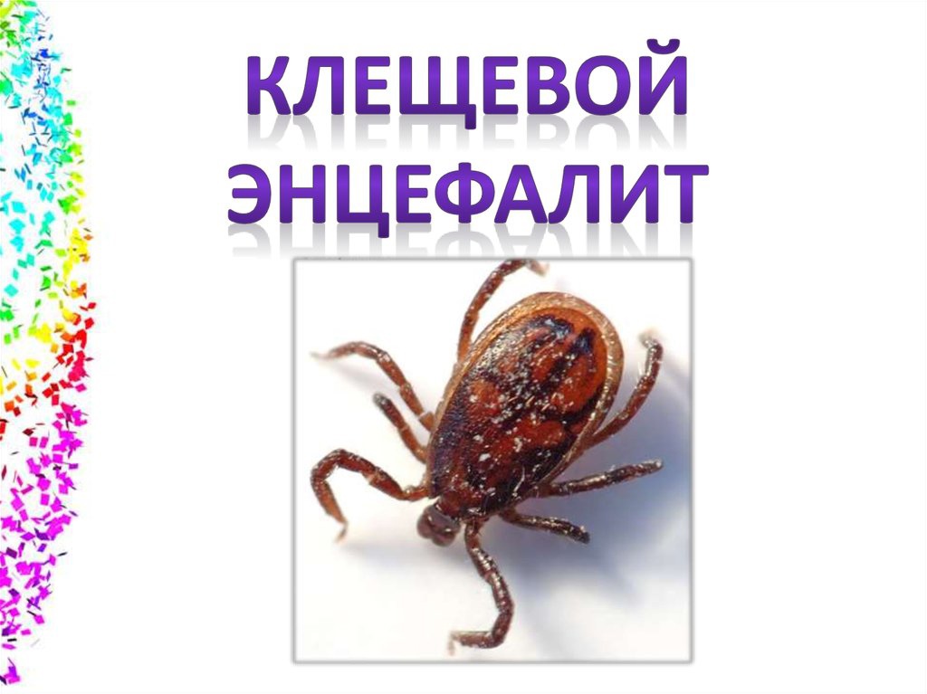Памятка о профилактике клещевого вирусного энцефалита.