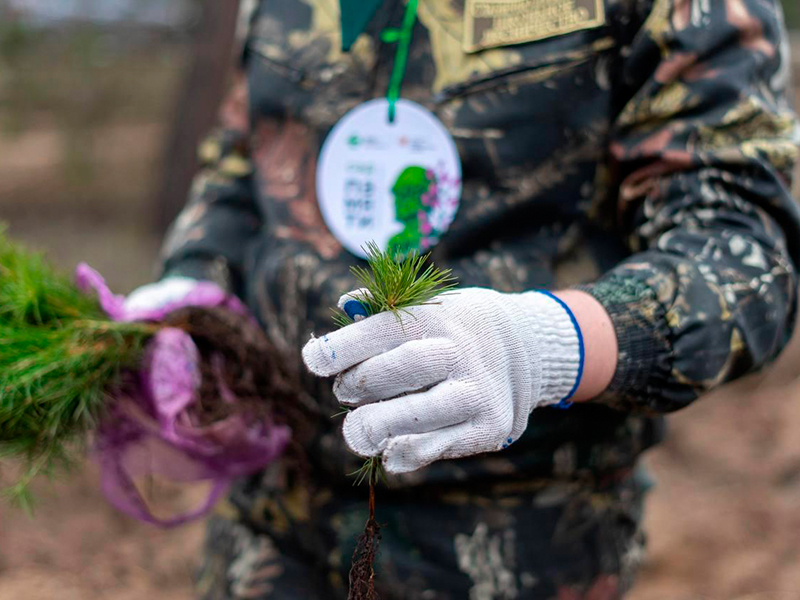 Рослесхоз: в ДНР и ЛНР появились отделения Всероссийского движения «Волонтеры леса».