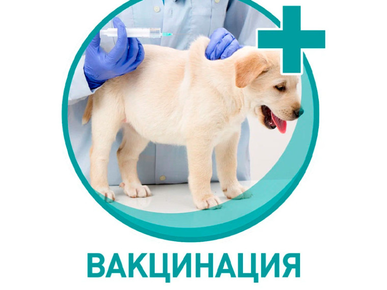 Вакцинация против бешенства!. Вакцинация против бешенства!.