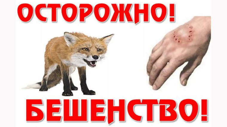 Осторожно – бешенство!. Осторожно – бешенство!.